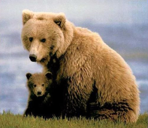 Mama-and-baby-bear
