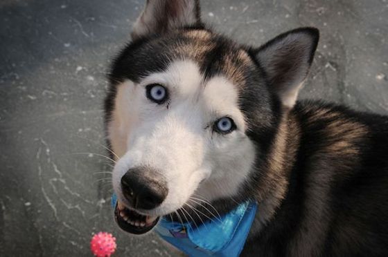 Husky-Dog-MAIN-2902045