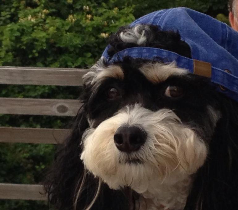 1011694_10152024126524129_1806386092_n