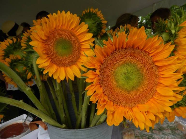 10574218_10202540390172312_3508223290369606984_n