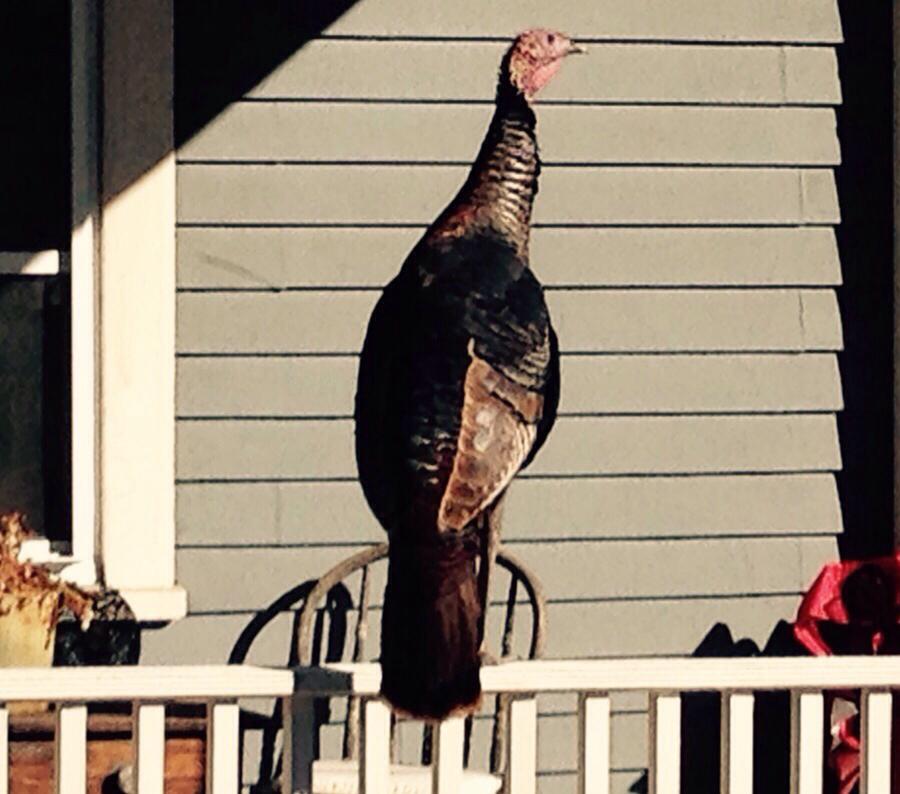 10392463_1640531049507223_672416774331051104_n