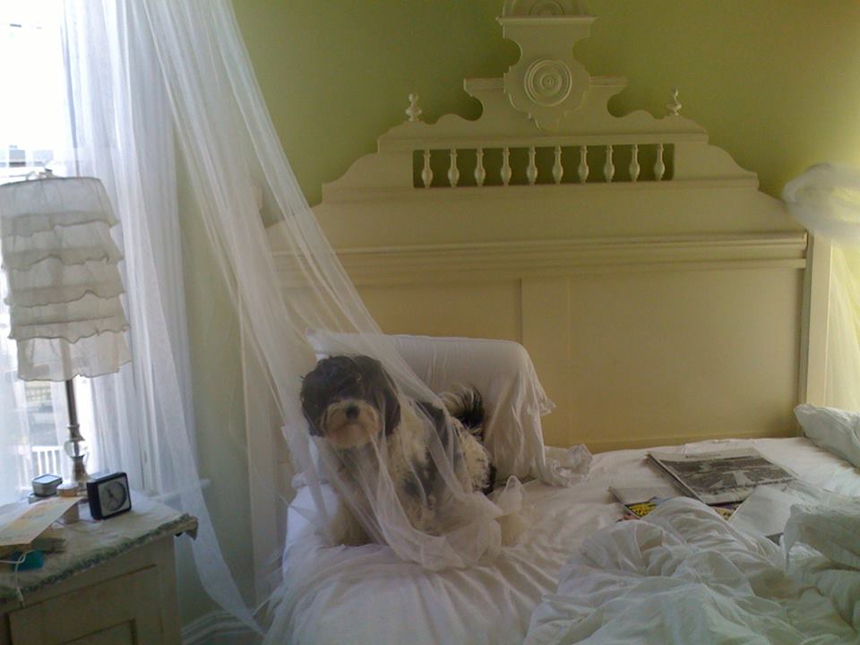 10544410_10153603085694129_3300397630217072885_n