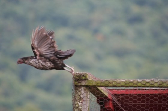 chickens-flying