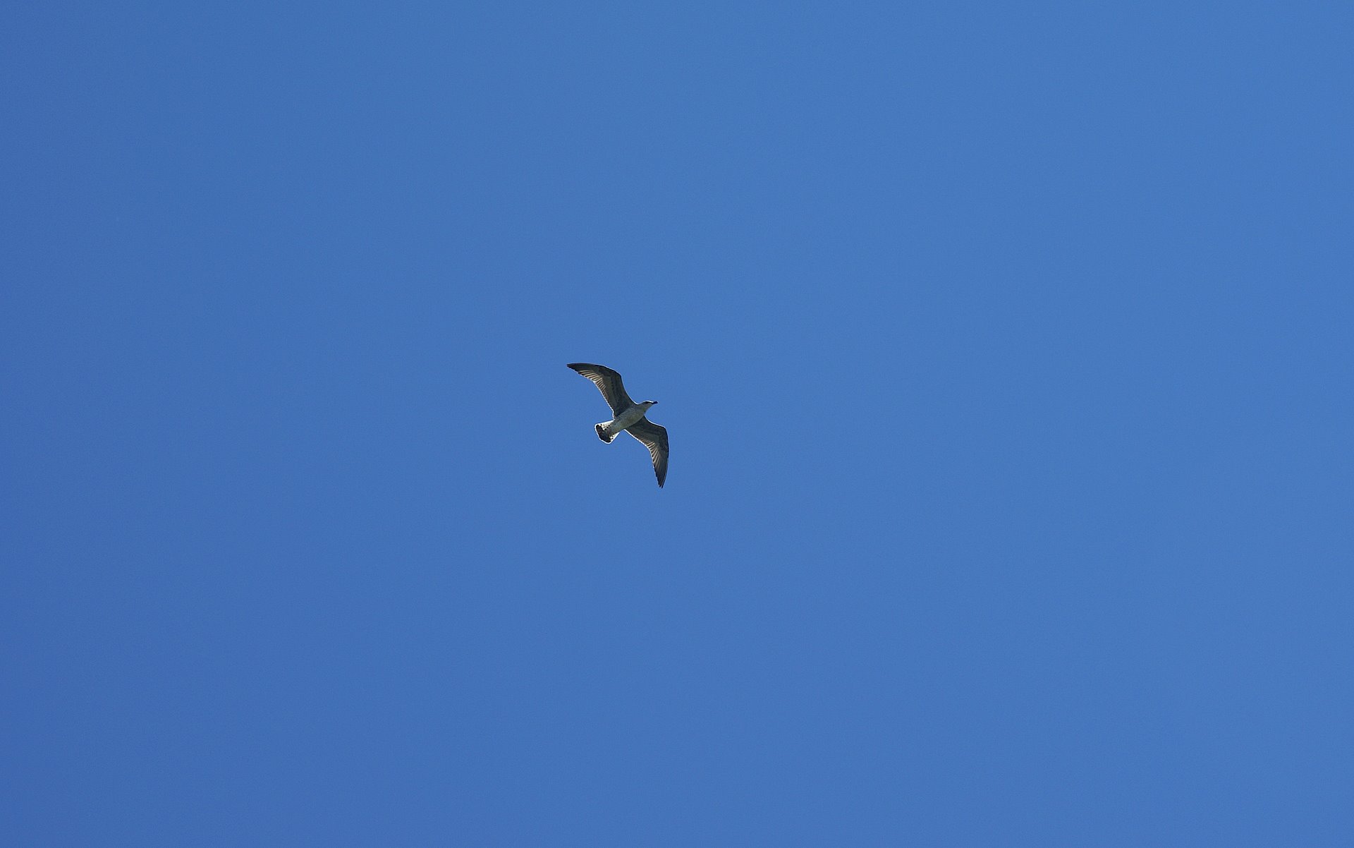 river sile jesolo venice wallpaper