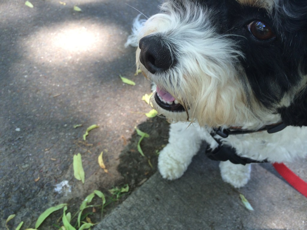 gratitude-a-thon day 2036: riley is 10. you should get a&nbsp;dog.